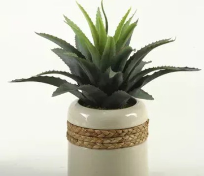 potted patio plant